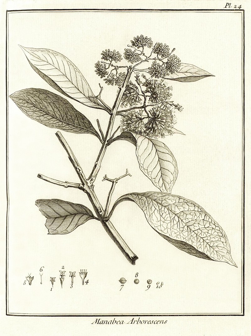 Entireleaf Spiritweed