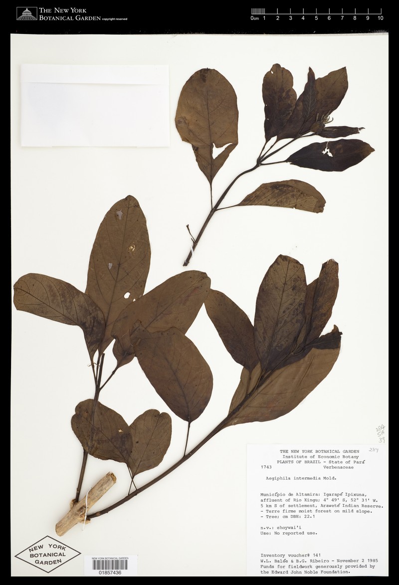 Aegiphila intermedia