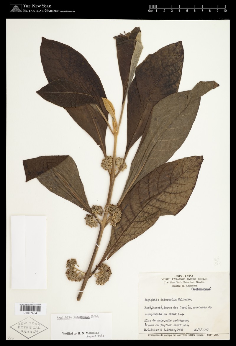 Aegiphila intermedia photo 2