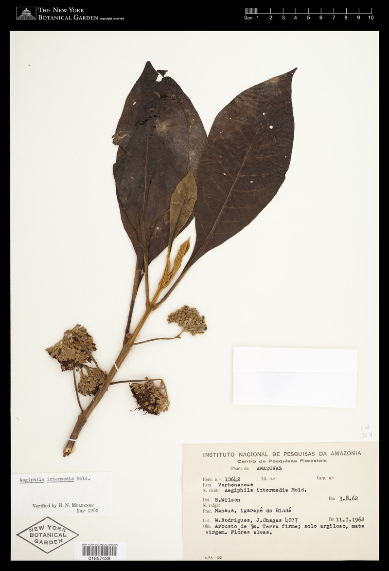 Aegiphila intermedia photo 3