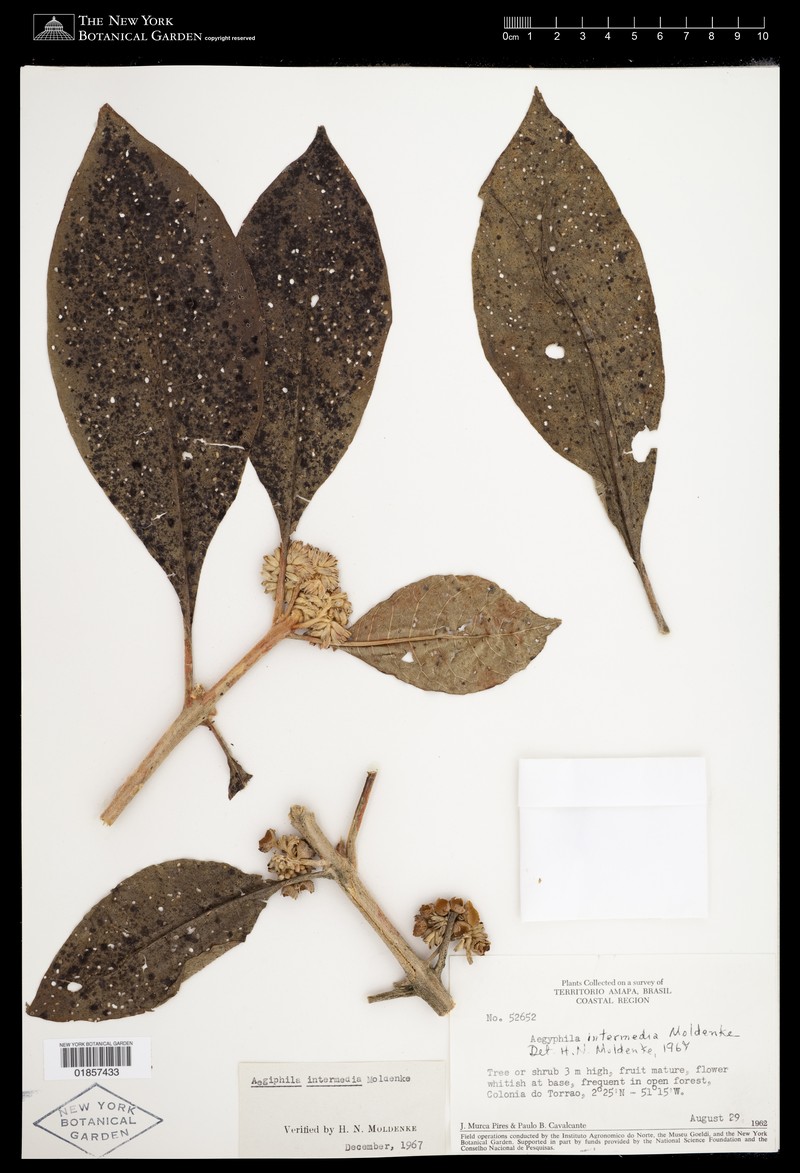 Aegiphila intermedia photo 4