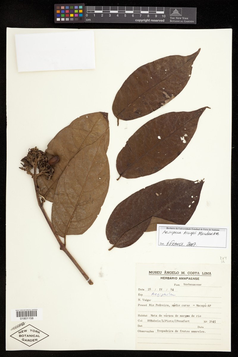 Aegiphila killipii