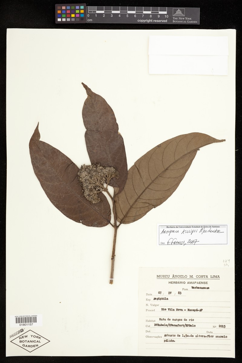 Aegiphila killipii photo 2