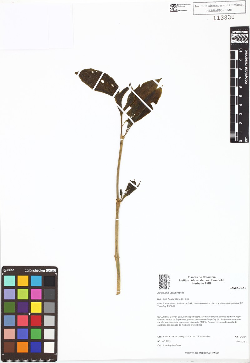 Aegiphila laeta