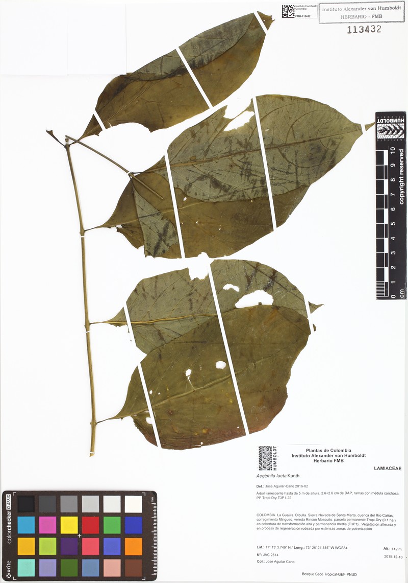 Aegiphila laeta photo 2