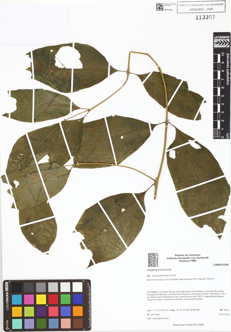 Aegiphila laeta photo 3