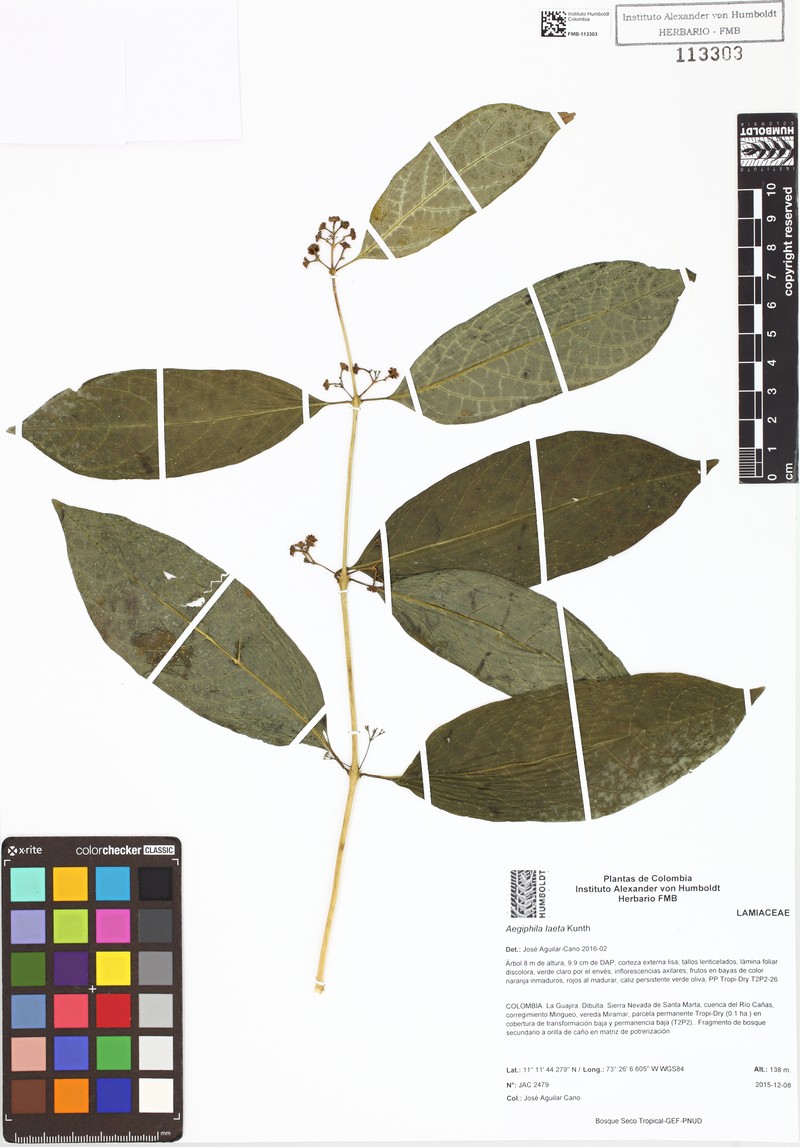 Aegiphila laeta photo 4