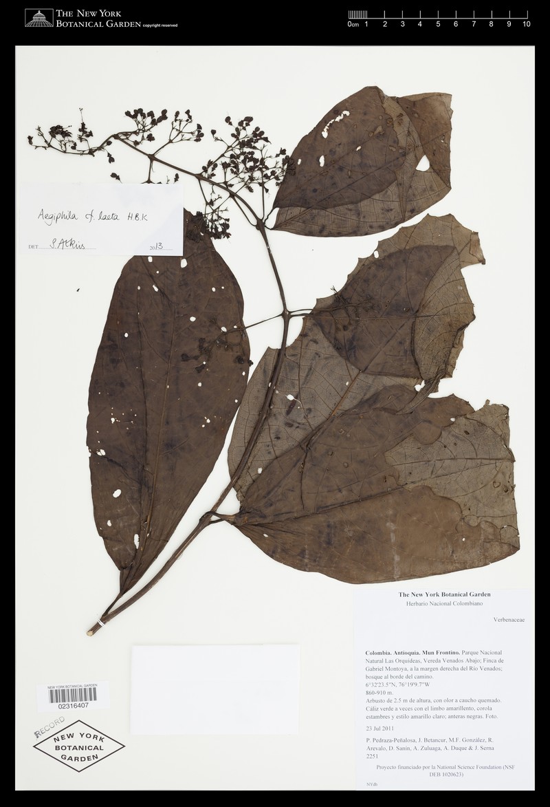 Aegiphila laeta photo 5