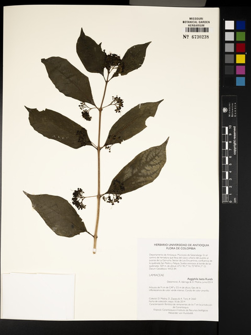 Aegiphila laeta photo 6