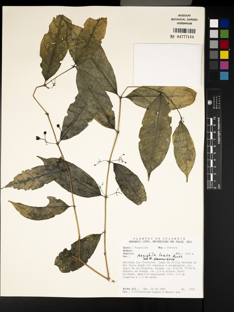 Aegiphila laeta photo 7
