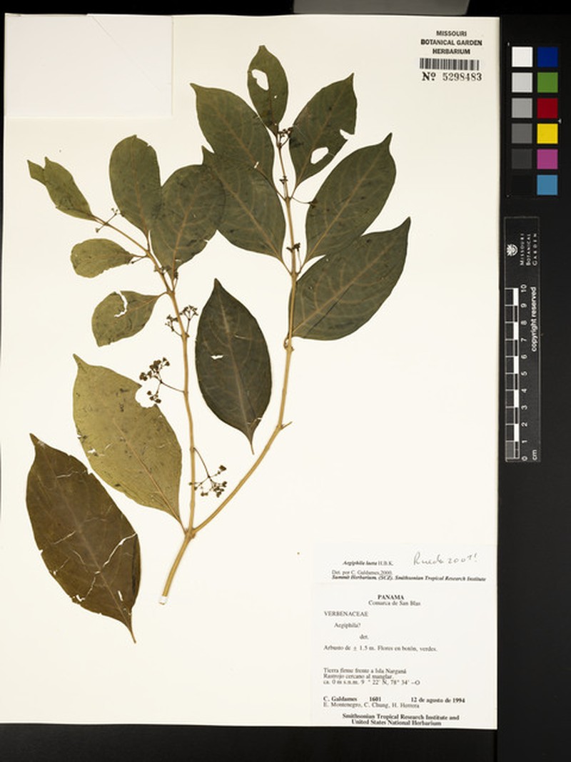 Aegiphila laeta photo 8