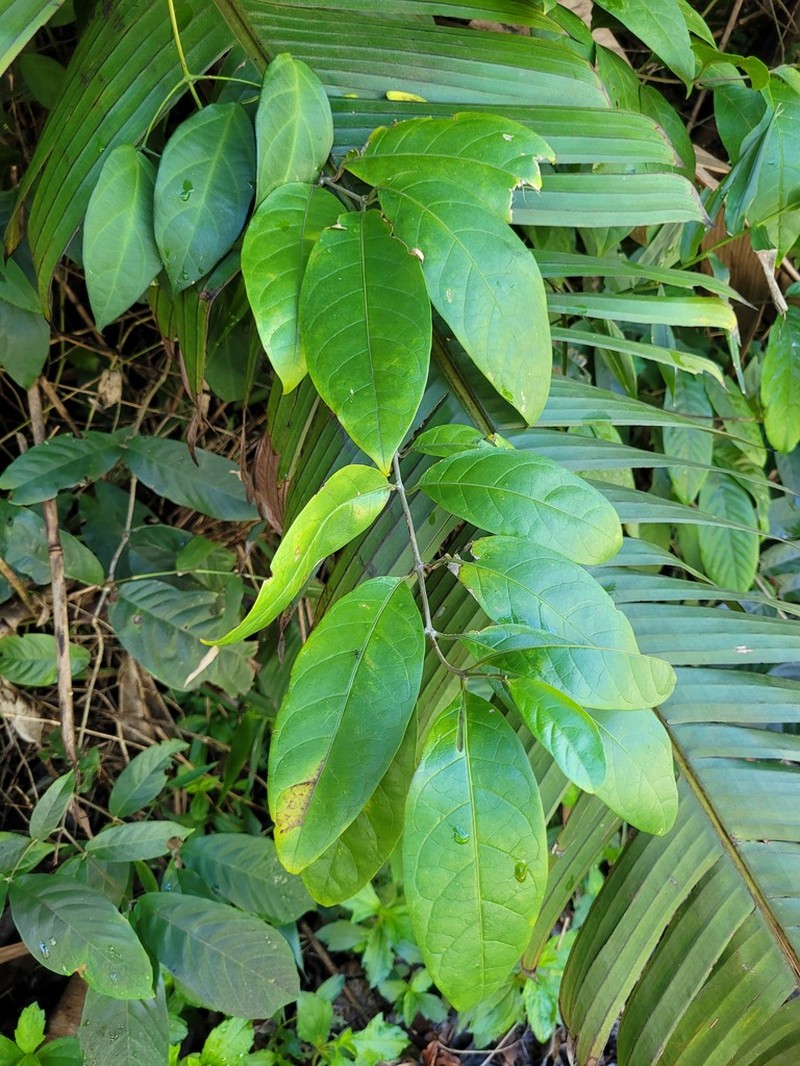 Aegiphila laevis