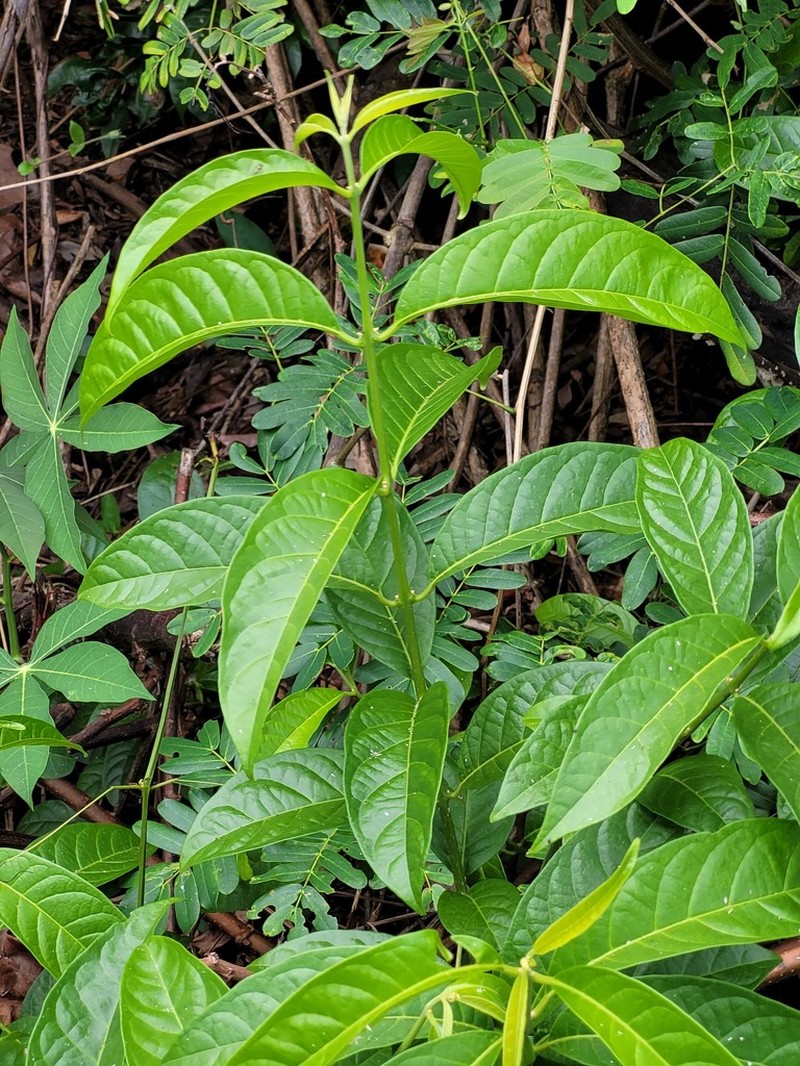 Aegiphila laevis photo 2