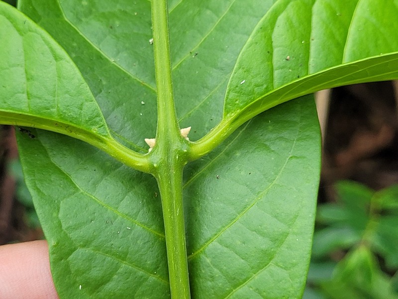 Aegiphila laevis photo 3