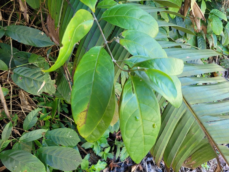 Aegiphila laevis photo 4