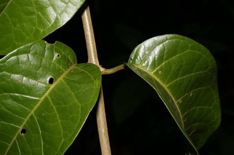 Aegiphila laevis photo 5