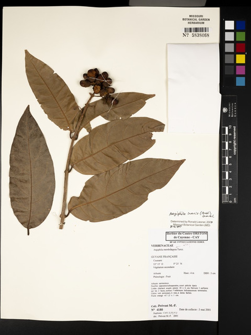 Aegiphila laevis photo 6