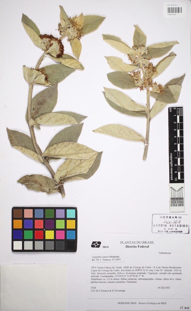 Aegiphila lanata