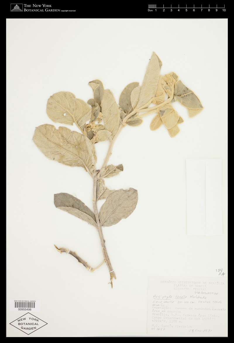 Aegiphila lanata photo 2