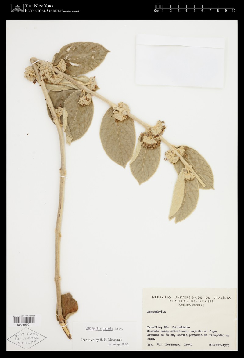 Aegiphila lanata photo 3