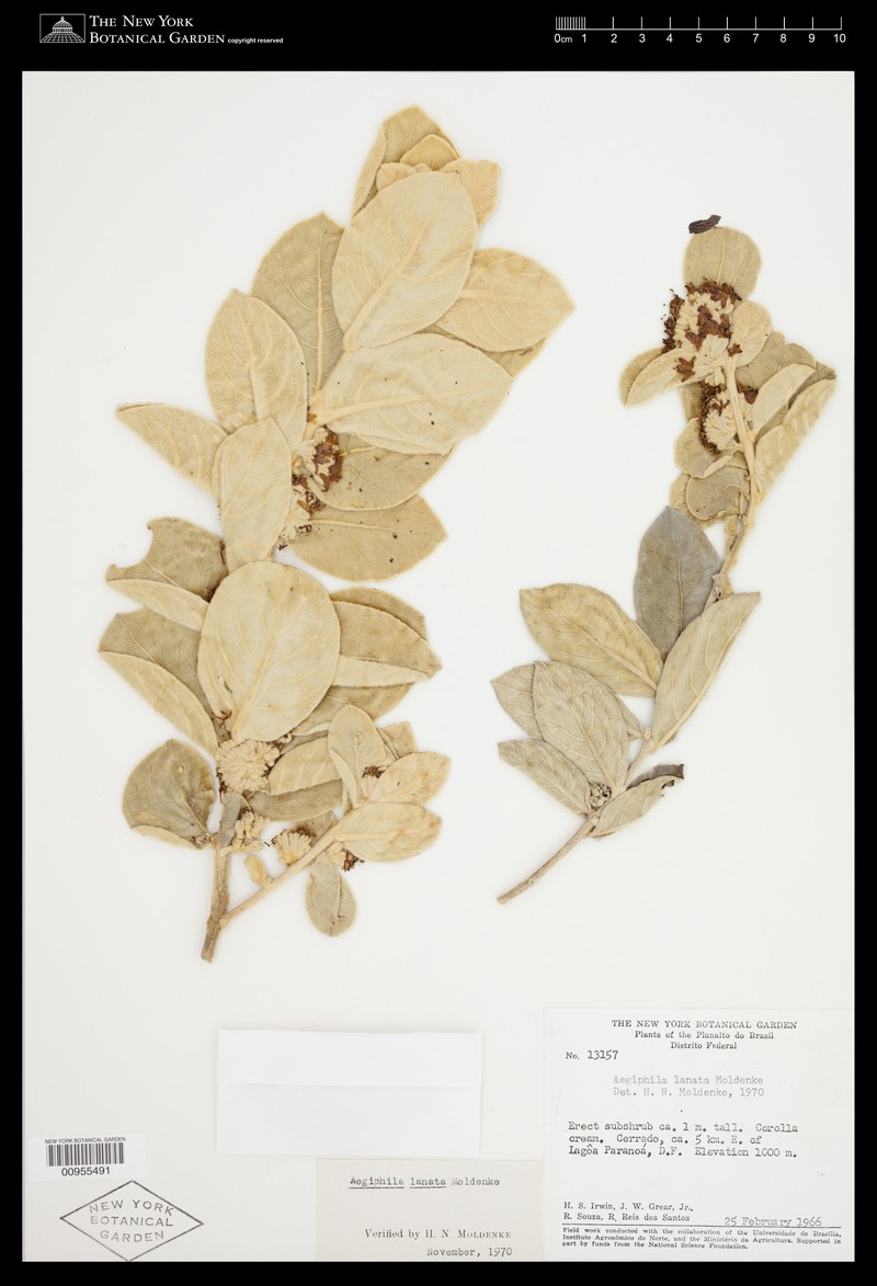 Aegiphila lanata photo 4