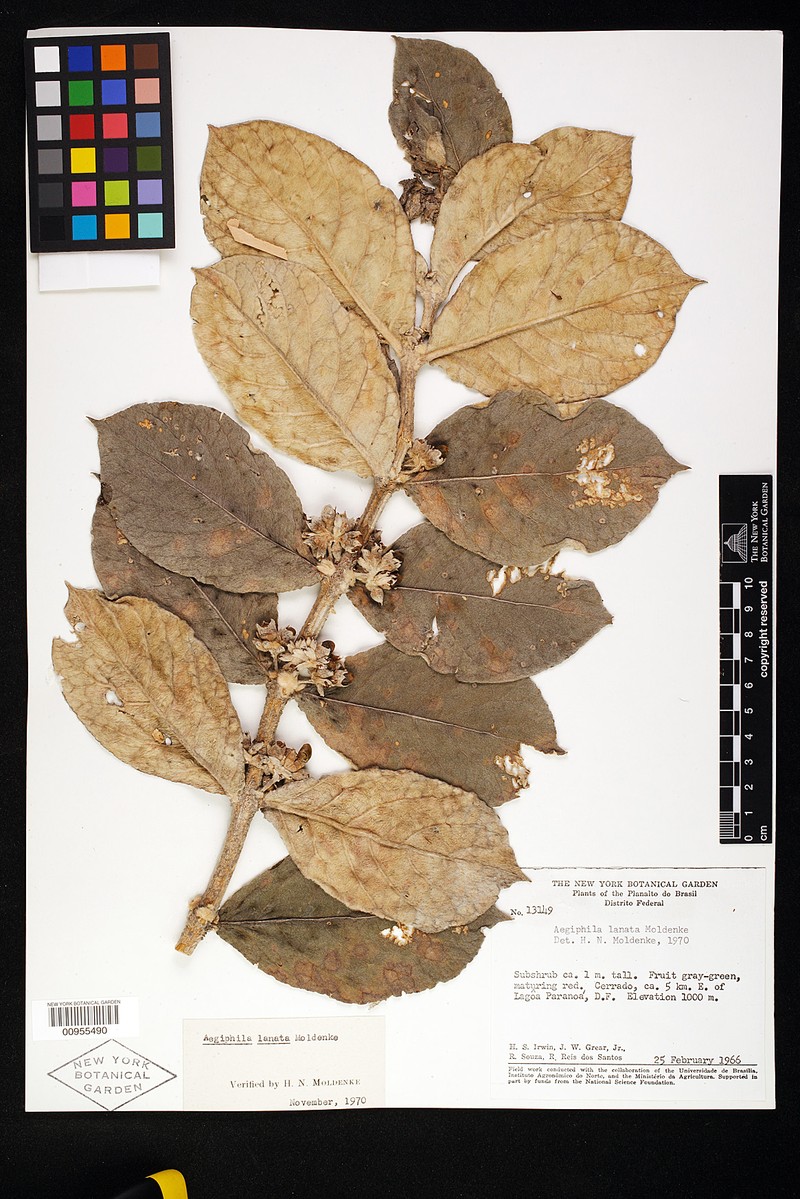 Aegiphila lanata photo 5