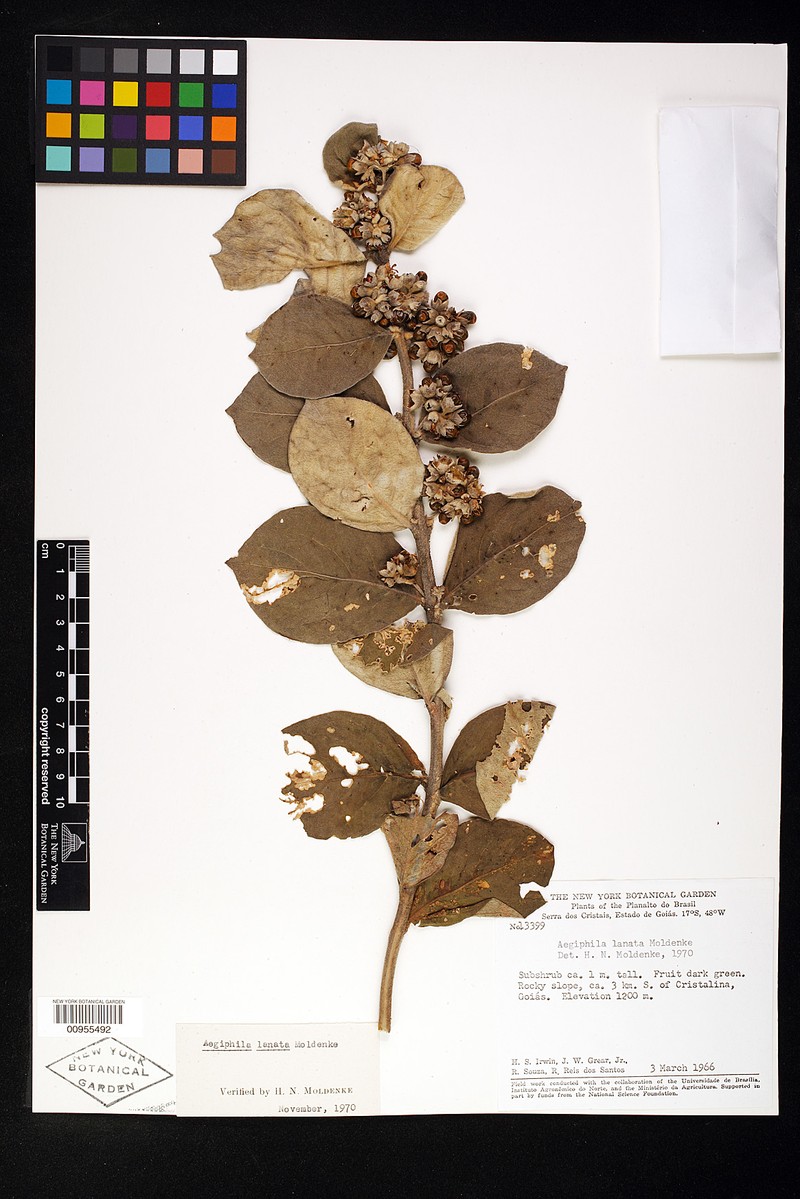 Aegiphila lanata photo 6