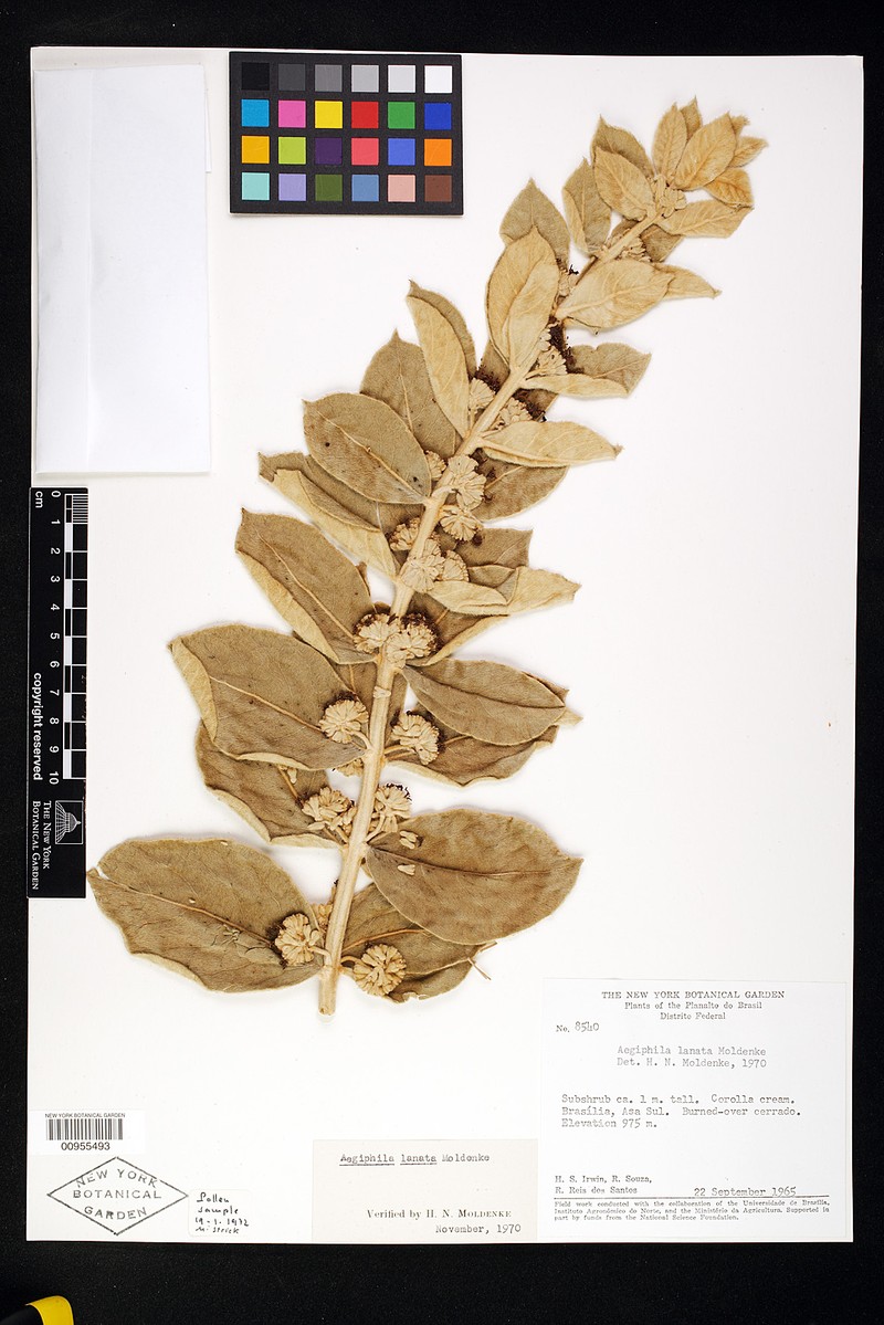 Aegiphila lanata photo 7