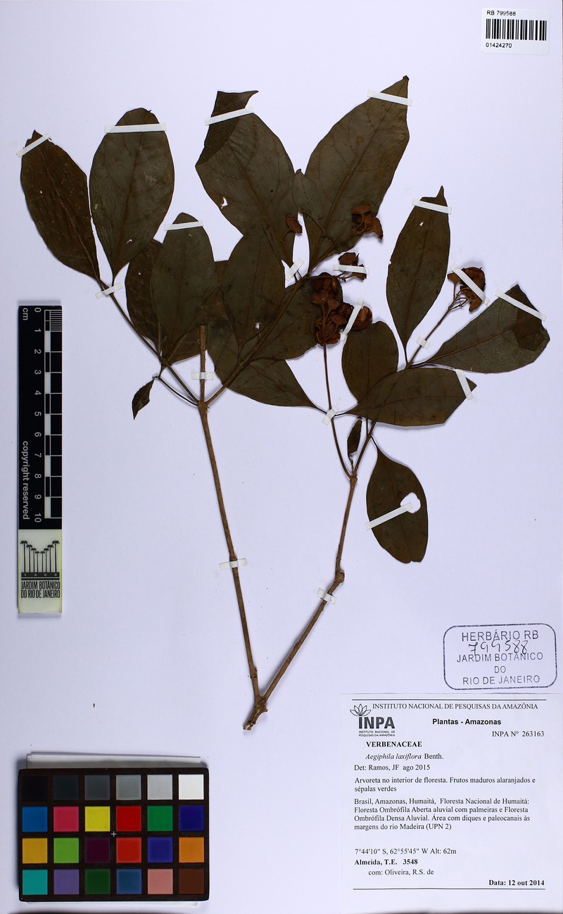 Aegiphila laxiflora