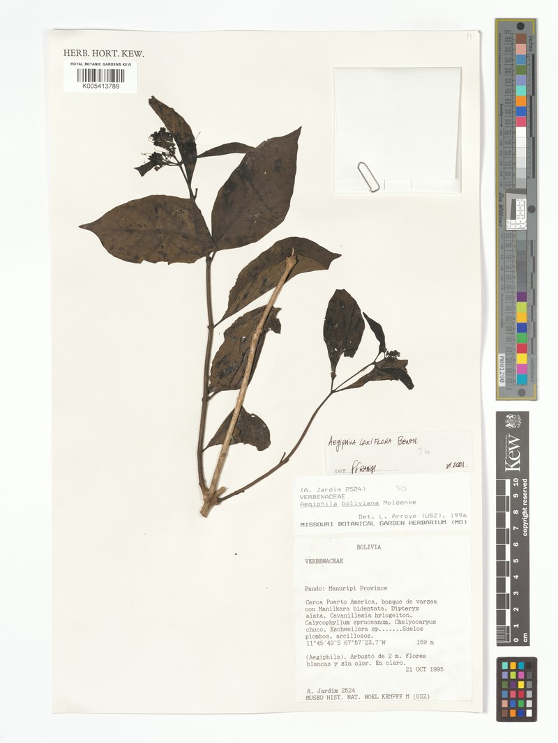 Aegiphila laxiflora photo 2