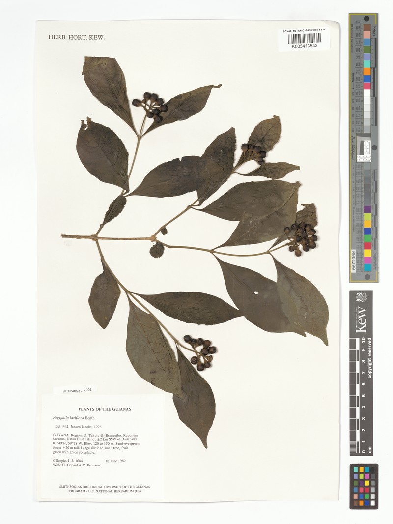 Aegiphila laxiflora photo 3