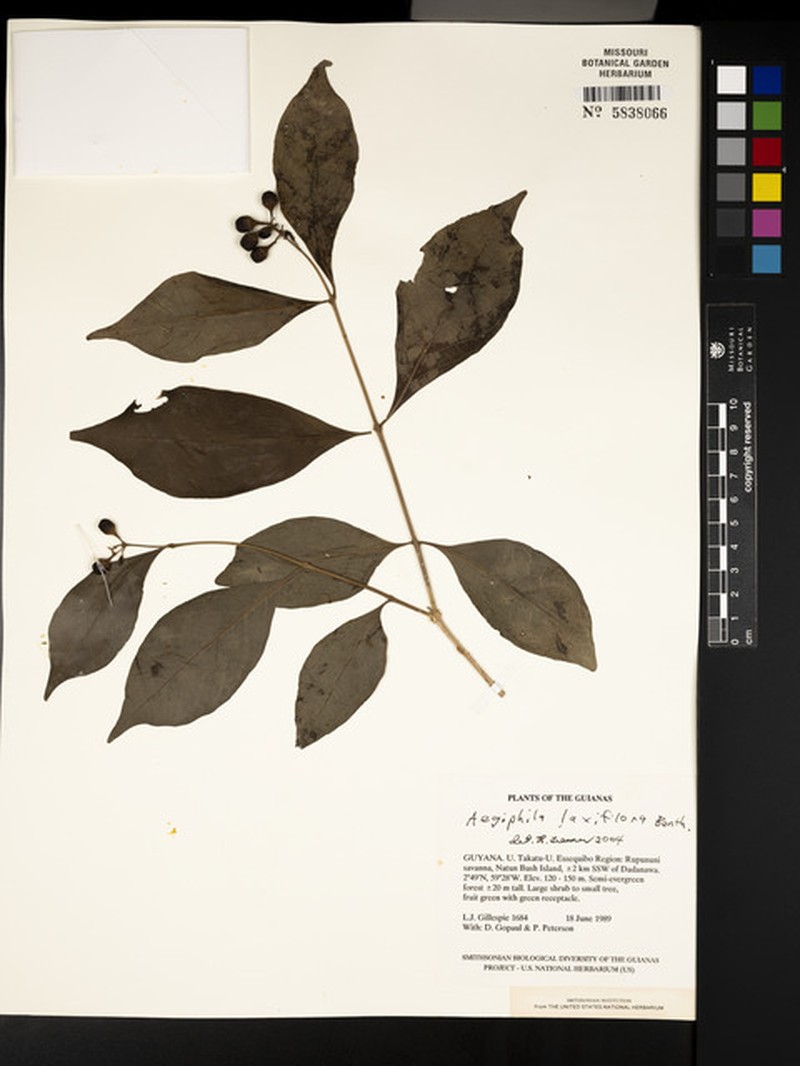 Aegiphila laxiflora photo 4