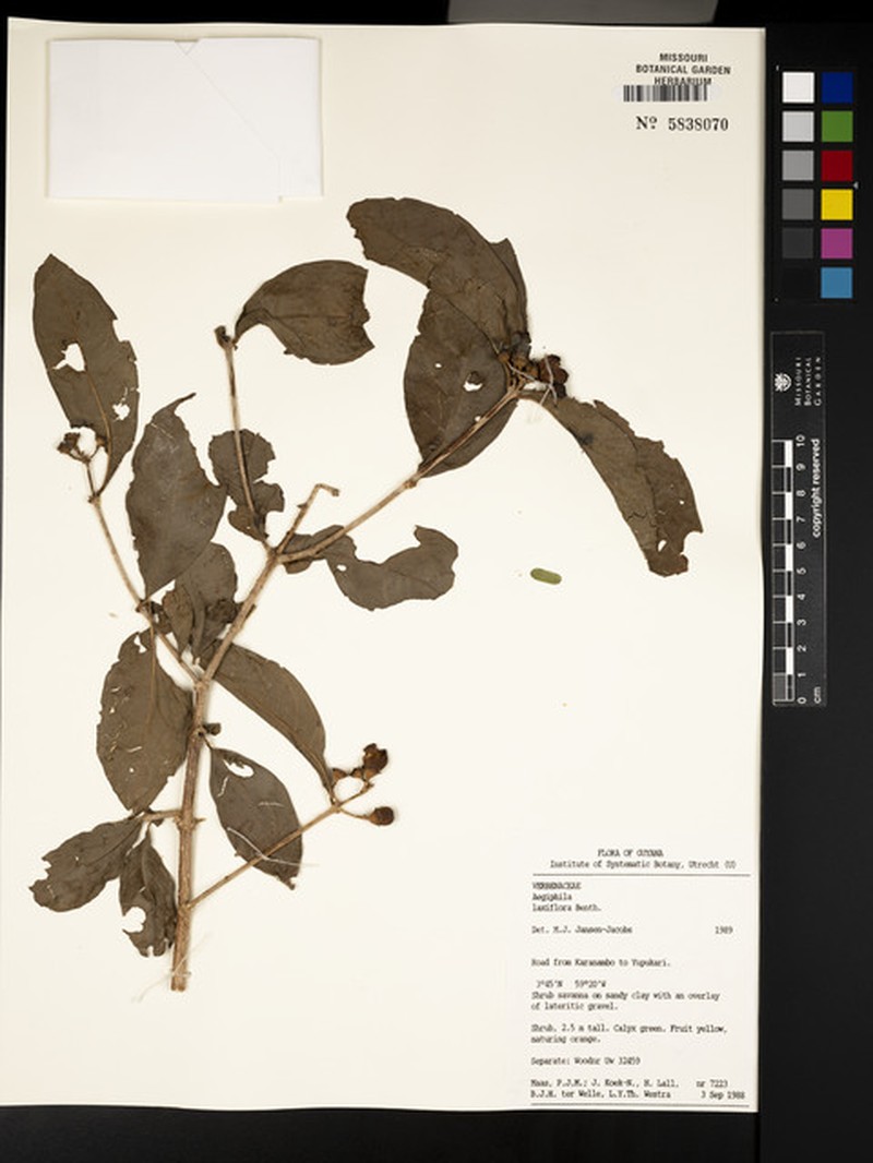 Aegiphila laxiflora photo 5