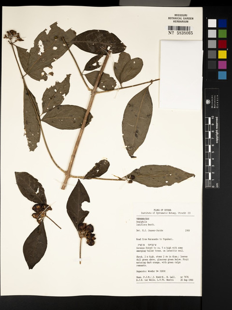 Aegiphila laxiflora photo 6