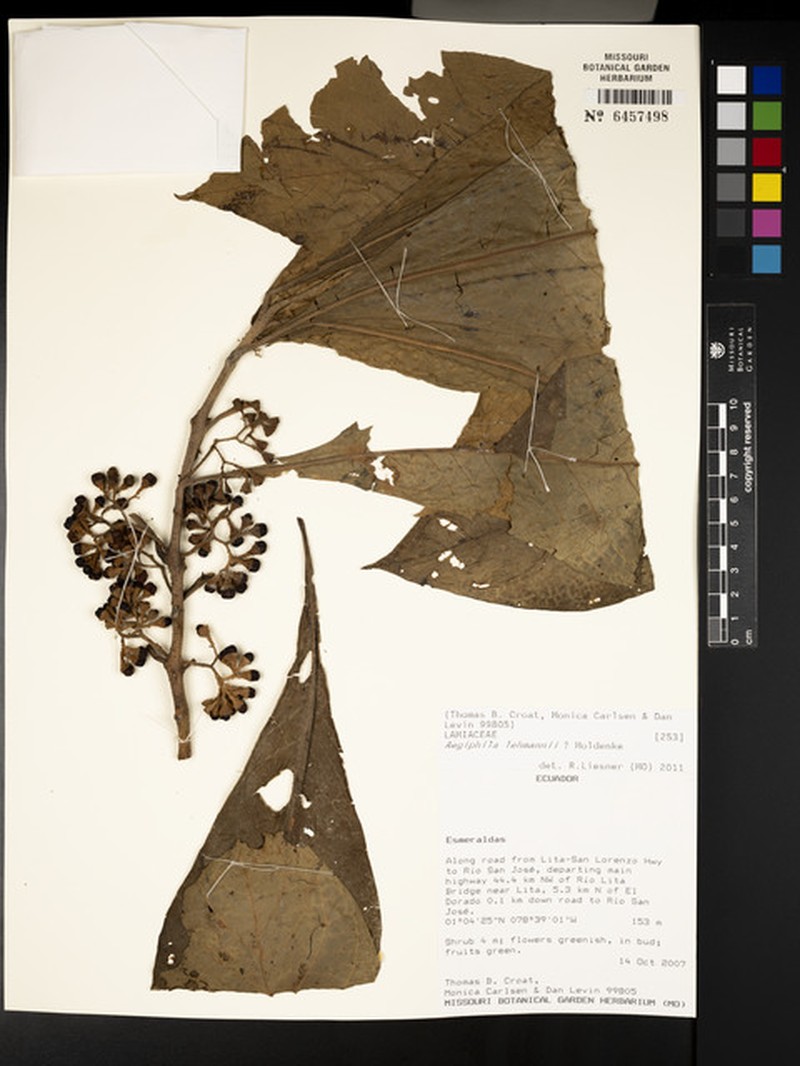 Aegiphila lehmannii