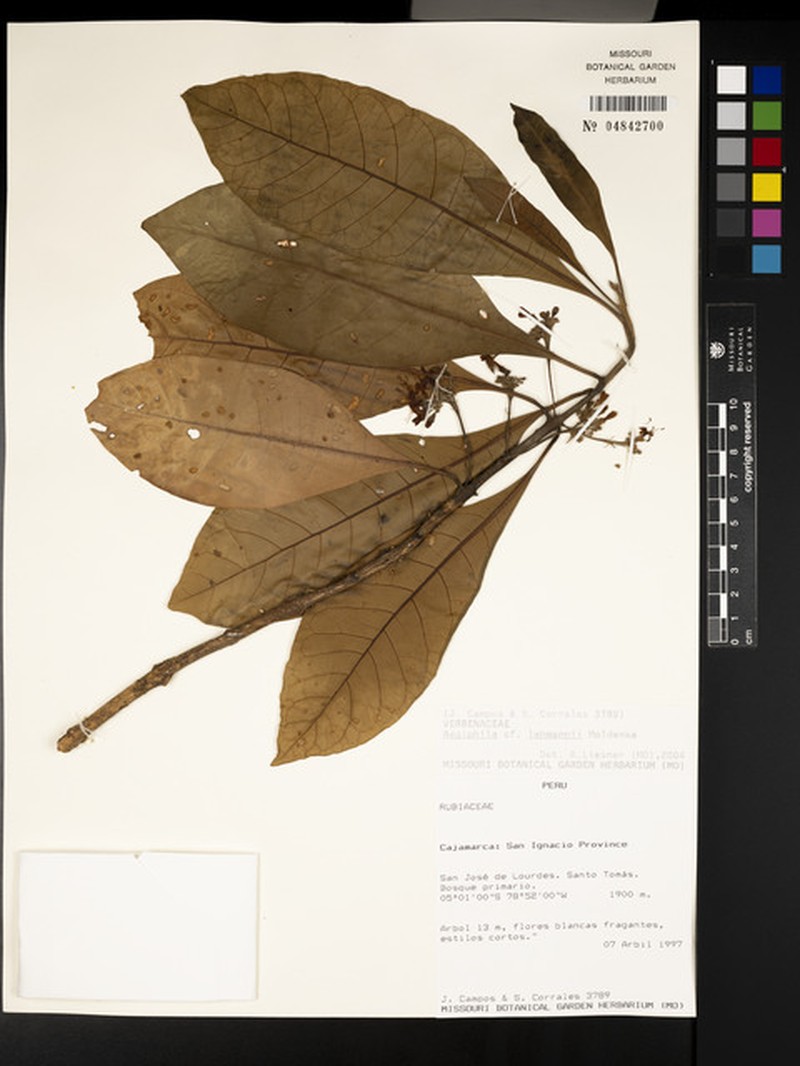Aegiphila lehmannii photo 2