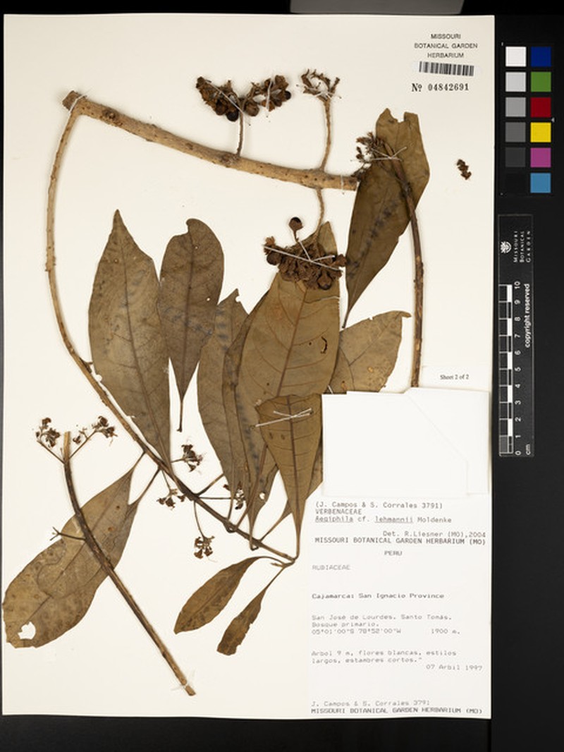 Aegiphila lehmannii photo 3