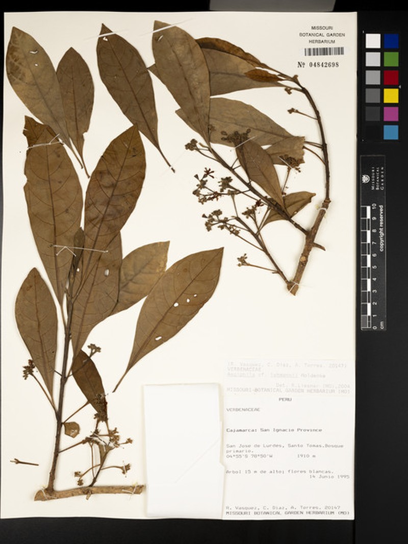 Aegiphila lehmannii photo 4
