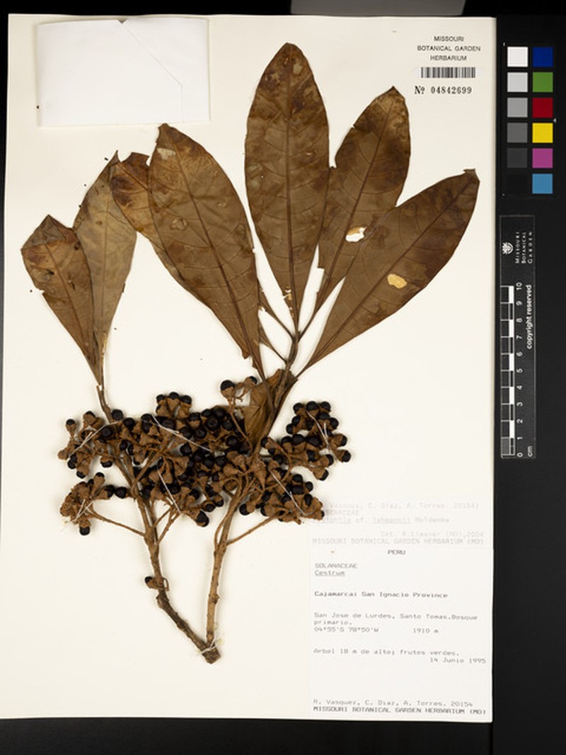 Aegiphila lehmannii photo 5