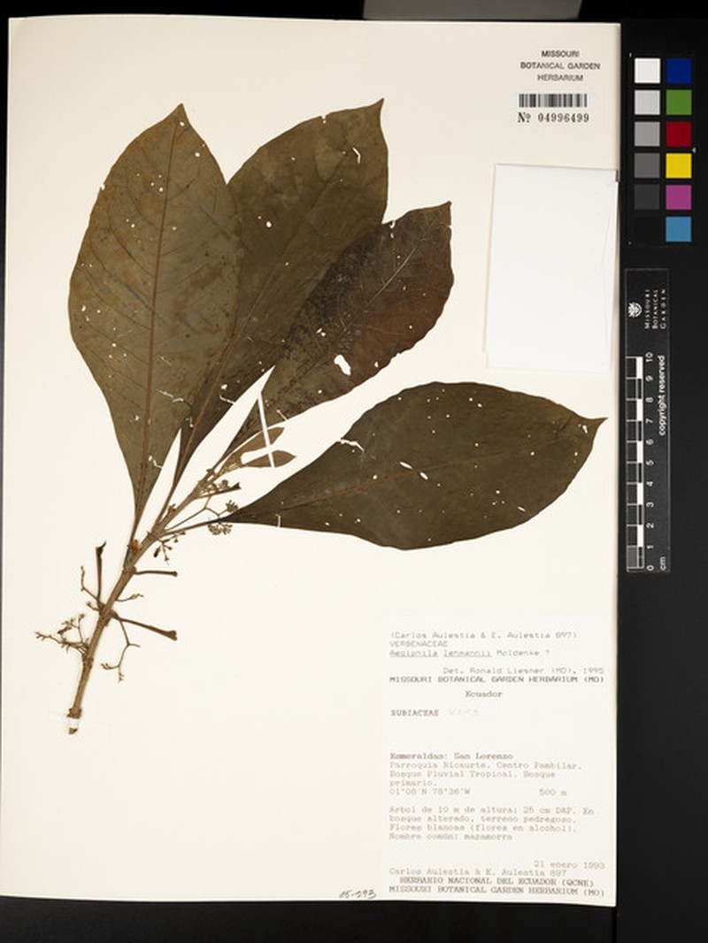 Aegiphila lehmannii photo 6