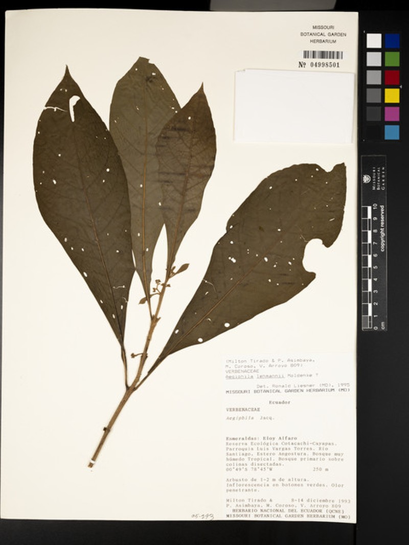 Aegiphila lehmannii photo 7