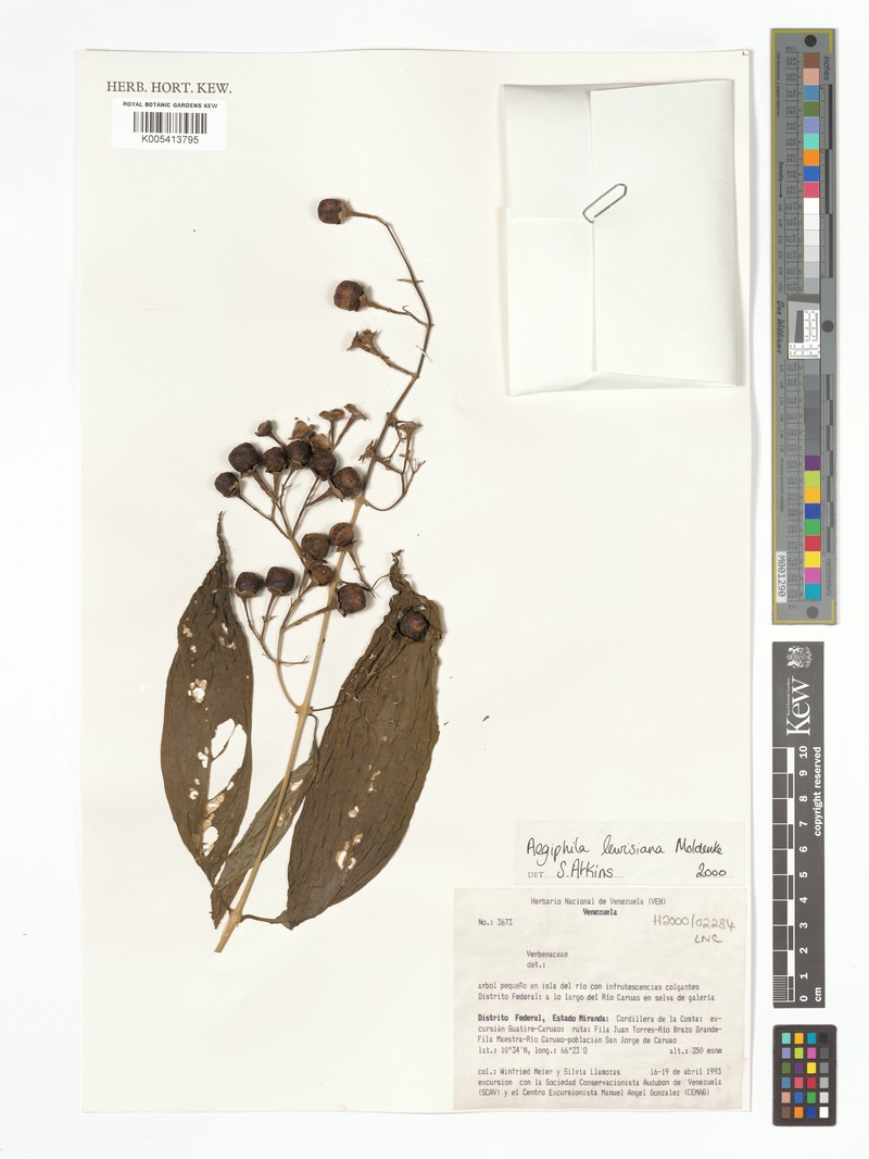 Aegiphila lewisiana