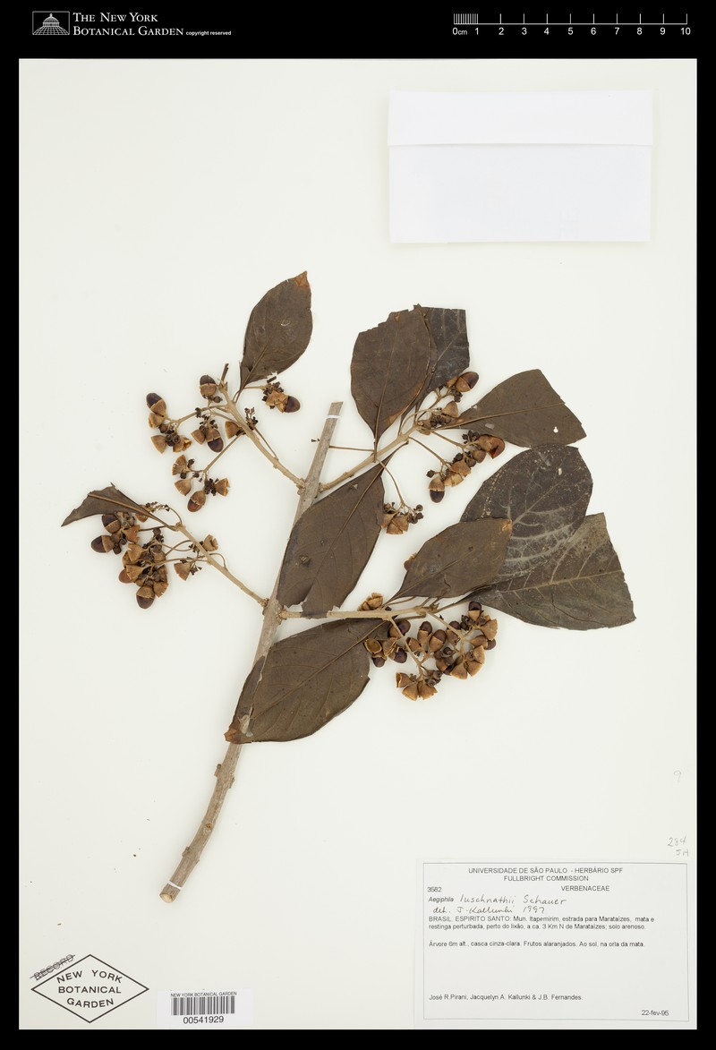 Aegiphila luschnathii