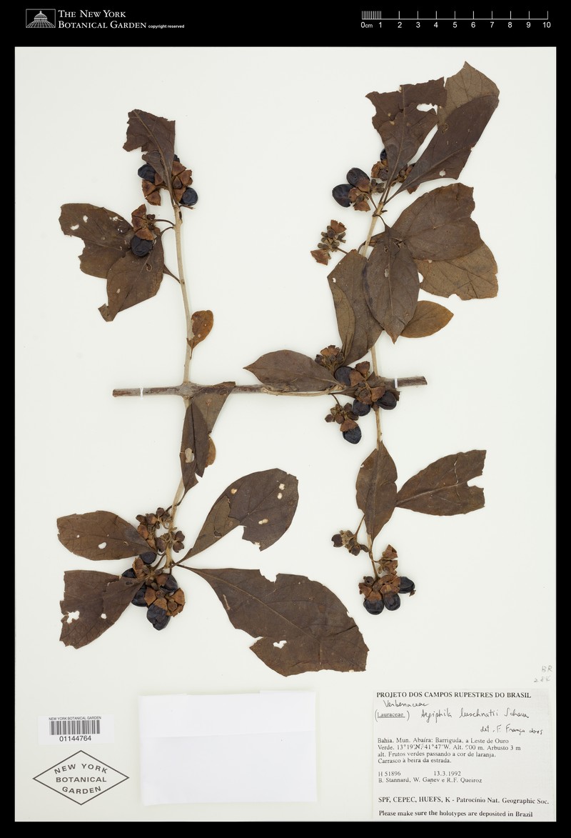 Aegiphila luschnathii photo 2