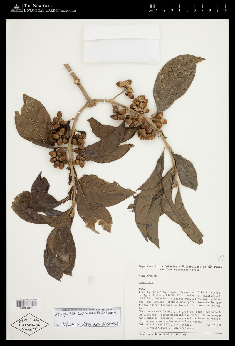 Aegiphila luschnathii photo 3