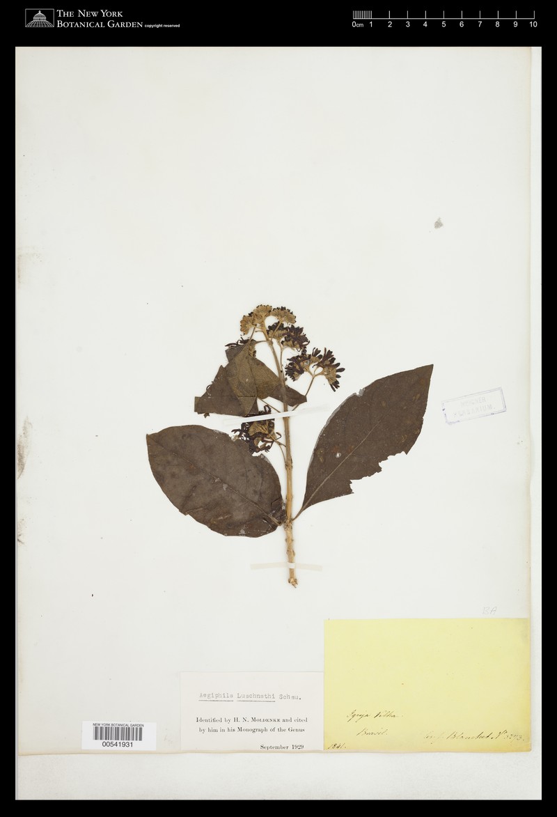 Aegiphila luschnathii photo 4
