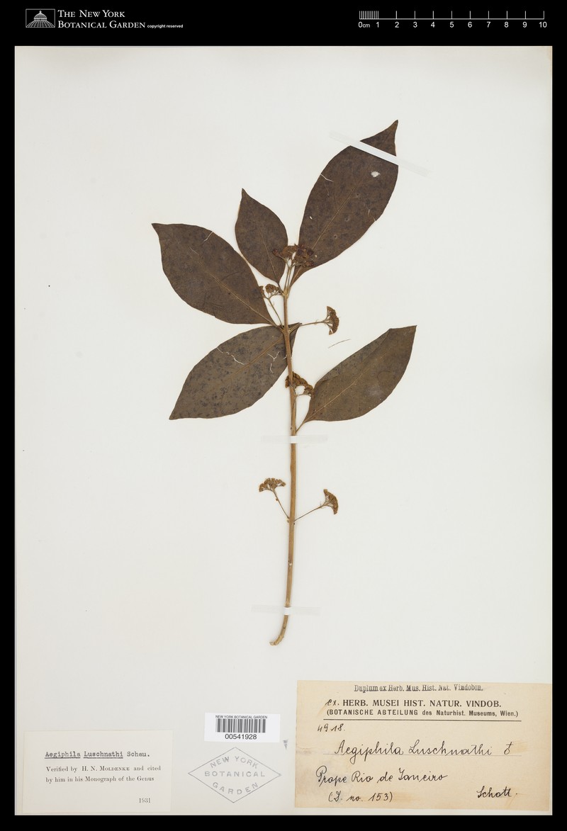 Aegiphila luschnathii photo 5