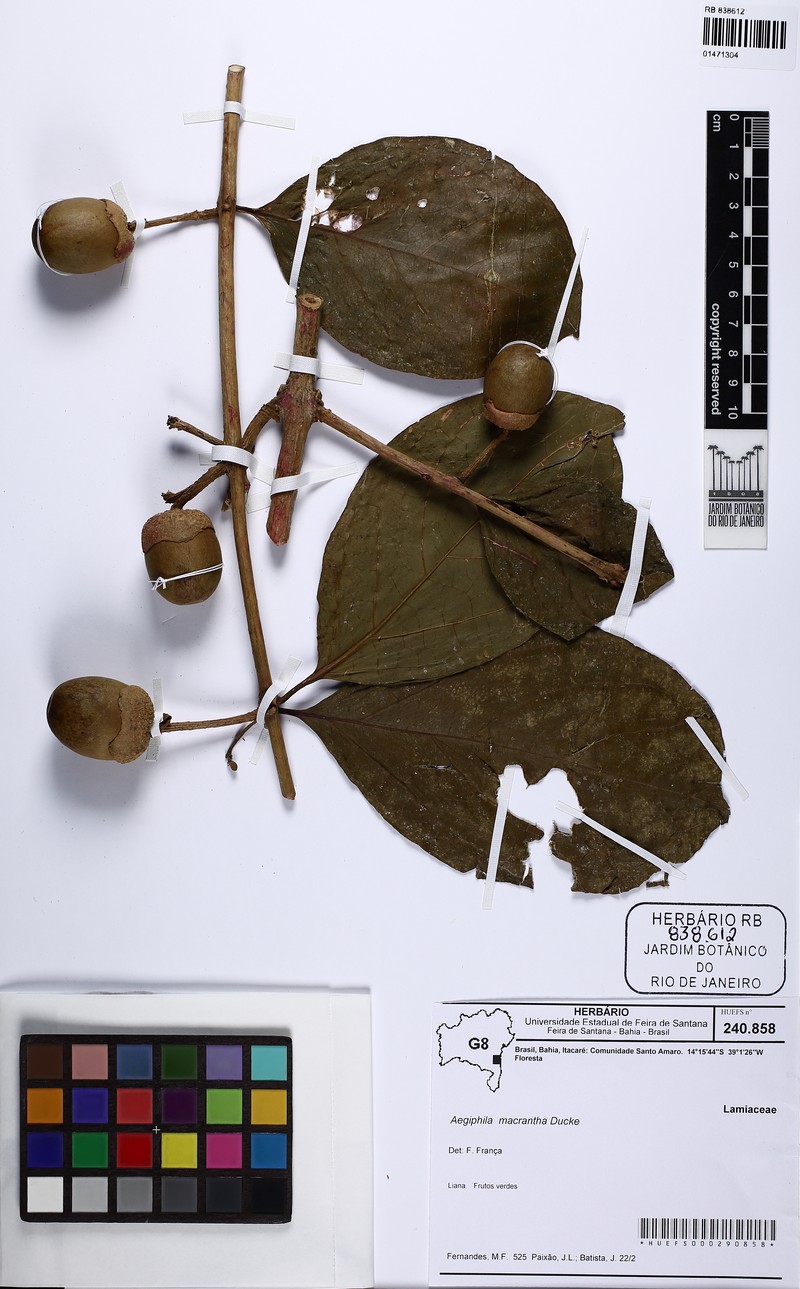 Aegiphila macrantha photo 2