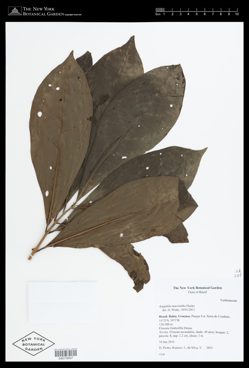 Aegiphila macrantha photo 3
