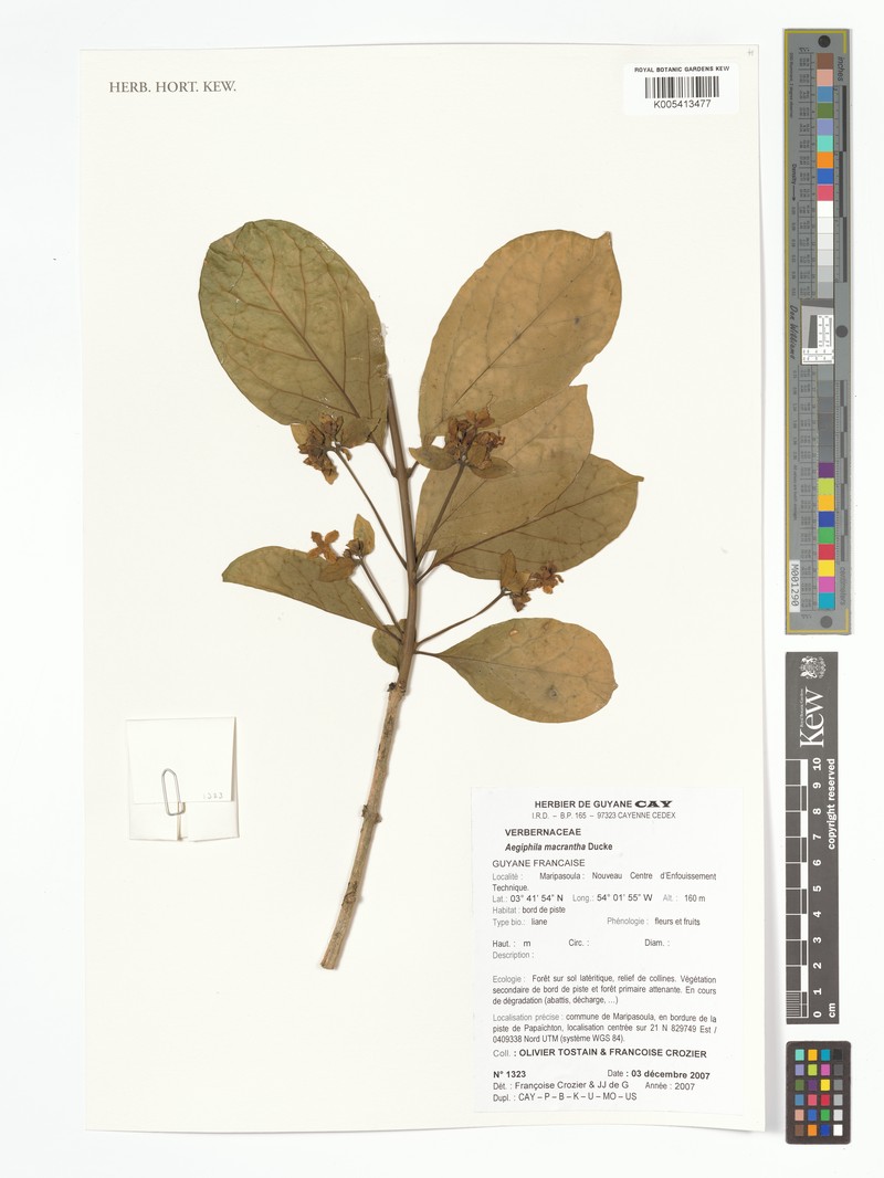 Aegiphila macrantha photo 4